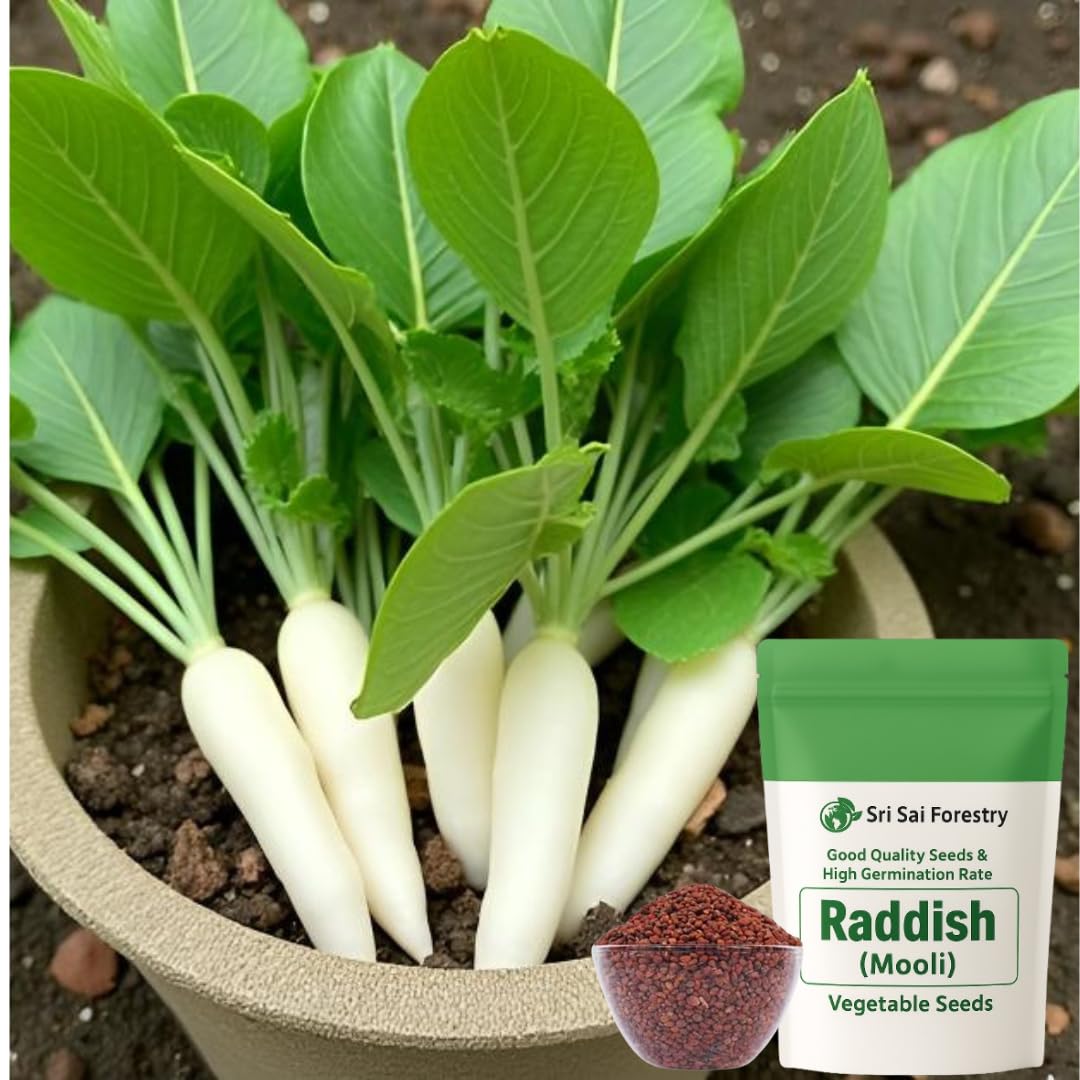 Radish Seeds for Planting - Mooli Muli Mula Mulangi Vegetable Seed for Home Garden SRI SAI FORESTRY