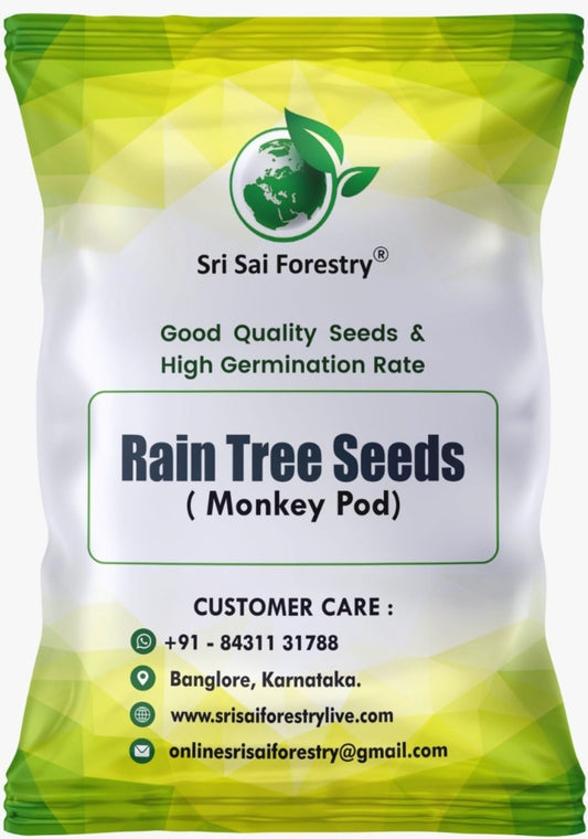 Rain Tree Seeds (Albizia Saman / Monkey Pod) – Premium Quality SRI SAI FORESTRY
