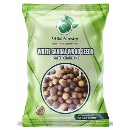 White Sandalwood Seeds for Planting, Safed Chandan Tree Seeds SRI SAI FORESTRY
