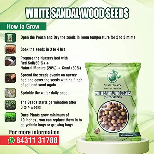 White Sandalwood Seeds for Planting, Safed Chandan Tree Seeds SRI SAI FORESTRY