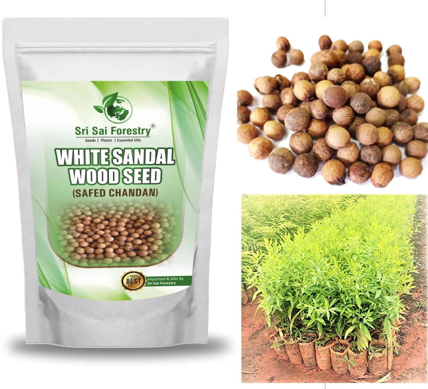White Sandalwood Seeds for Planting, Safed Chandan Tree Seeds SRI SAI FORESTRY