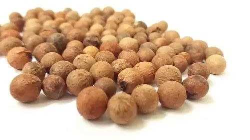 White Sandalwood Seeds for Planting, Safed Chandan Tree Seeds SRI SAI FORESTRY