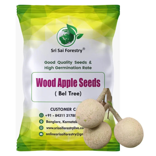 Wood Apple Tree Seeds (Bael, Aegle Marmelos) SRI SAI FORESTRY