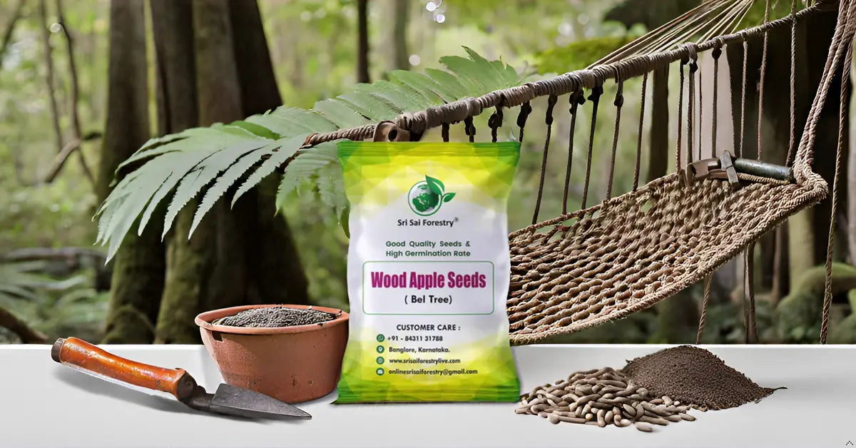 Wood Apple Tree Seeds (Bael, Aegle Marmelos) SRI SAI FORESTRY