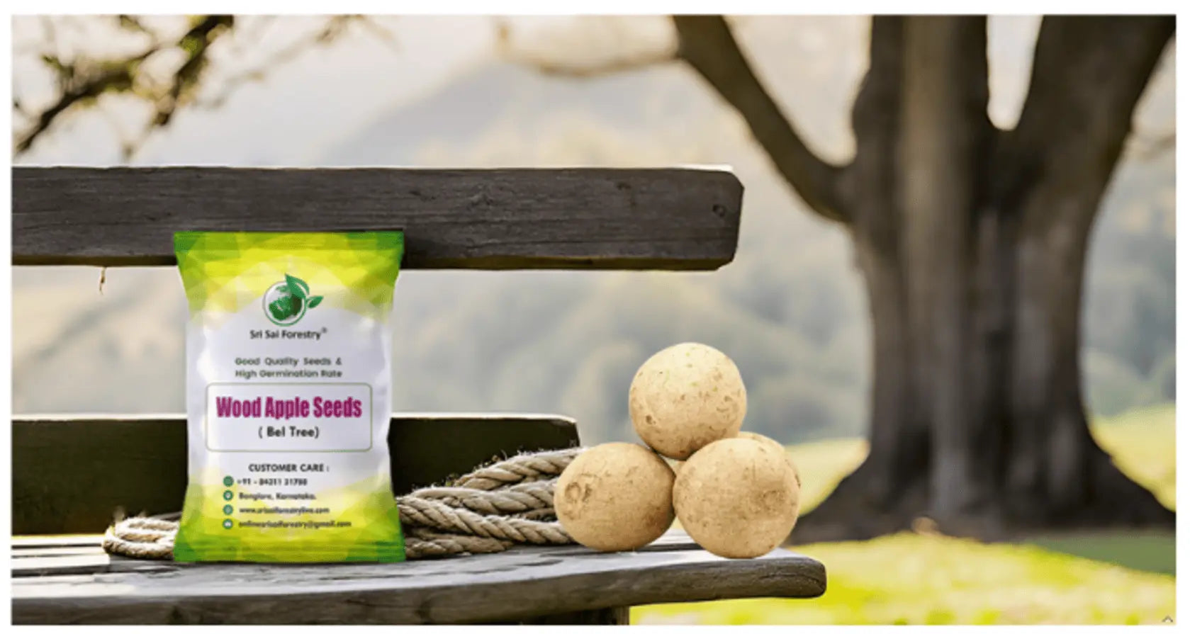 Wood Apple Tree Seeds (Bael, Aegle Marmelos) SRI SAI FORESTRY