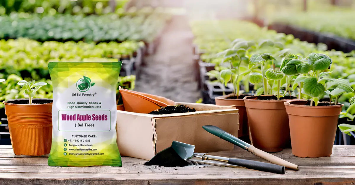 Wood Apple Tree Seeds (Bael, Aegle Marmelos) SRI SAI FORESTRY