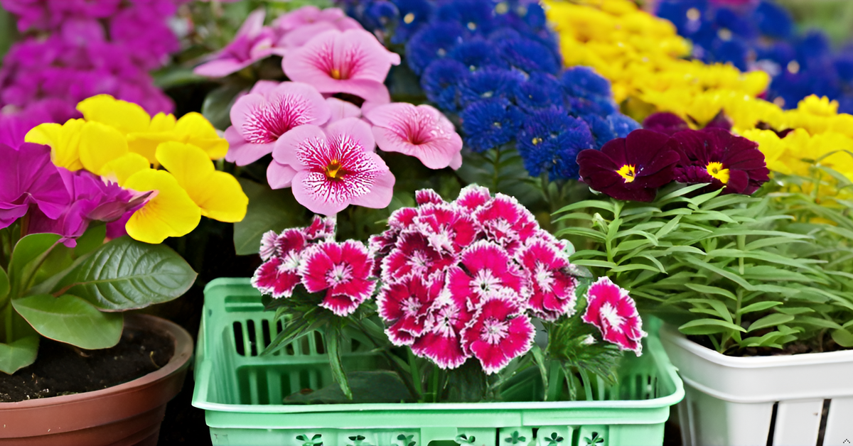 Sweet William Flower Seed Mix – Beautiful Colorful Blooms for Balcony, Terrace, & Garden SRI SAI FORESTRY