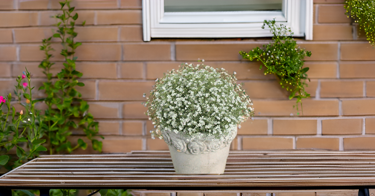 Gypsophila 'Snow Flakes' Seeds – Delicate White Blooms for a Beautiful Home Garden & Balcony SRI SAI FORESTRY