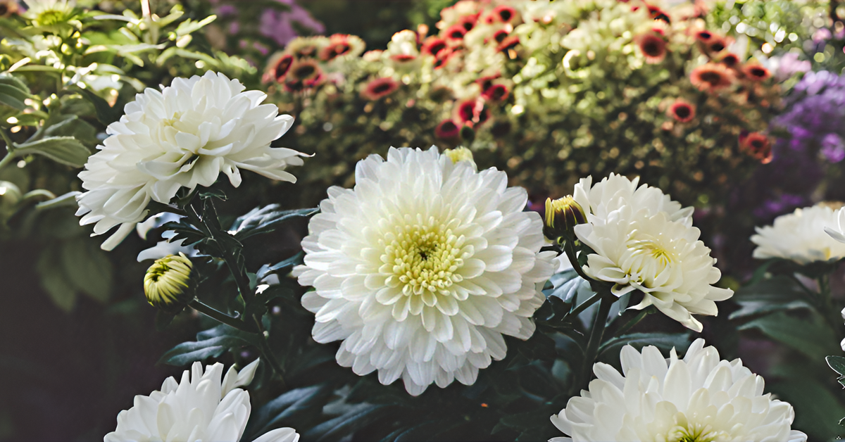 White Chrysanthemum Flower Seeds, Sevanti, White Shevanti Flower Color Seed Ornamental Plant Flower Seed for Home Garden Terrace Apartments Balcony SRI SAI FORESTRY
