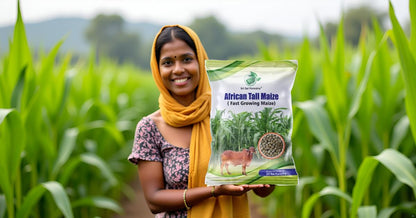 African Tall Maize Fodder Seeds | Growth 7 to 10 Feet | For Cattle SRI SAI FORESTRY
