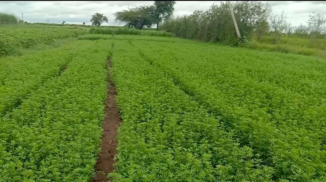 Alfalfa Seeds | Alfa Alfa Grass Seeds for Cow, Goat Grass Seeds SRI SAI FORESTRY