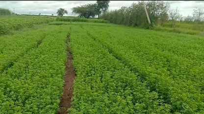 Alfalfa Seeds | Alfa Alfa Grass Seeds for Cow, Goat Grass Seeds SRI SAI FORESTRY