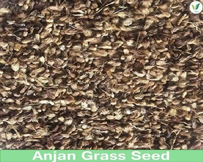 Anjan Grass Seeds | Buffel Grass Multi Cut Fodder Grass for Cattle SRI SAI FORESTRY