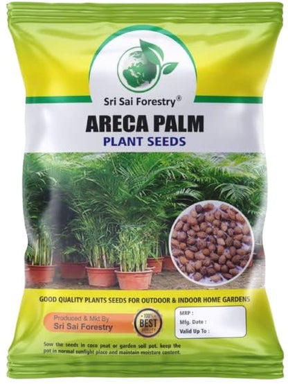 Areca Palm Seeds for Indoor - Outdoor Planting SRI SAI FORESTRY