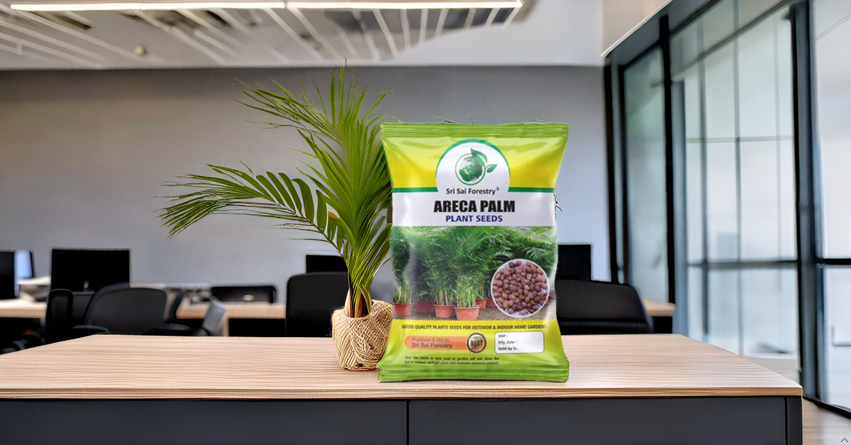 Areca Palm Seeds for Indoor - Outdoor Planting SRI SAI FORESTRY
