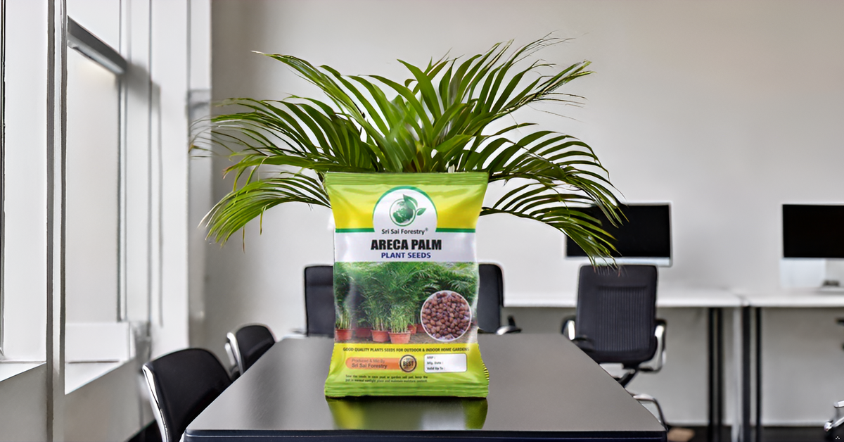 Areca Palm Seeds for Indoor - Outdoor Planting SRI SAI FORESTRY