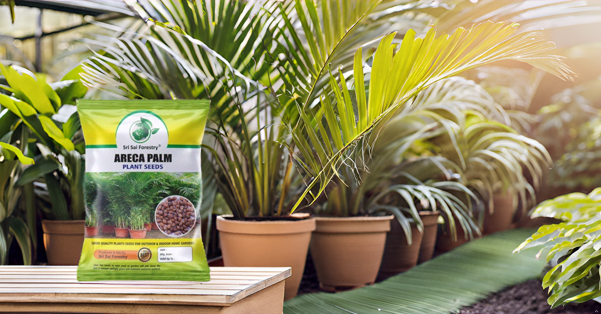 Areca Palm Seeds for Indoor - Outdoor Planting SRI SAI FORESTRY