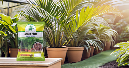 Areca Palm Seeds for Indoor - Outdoor Planting SRI SAI FORESTRY