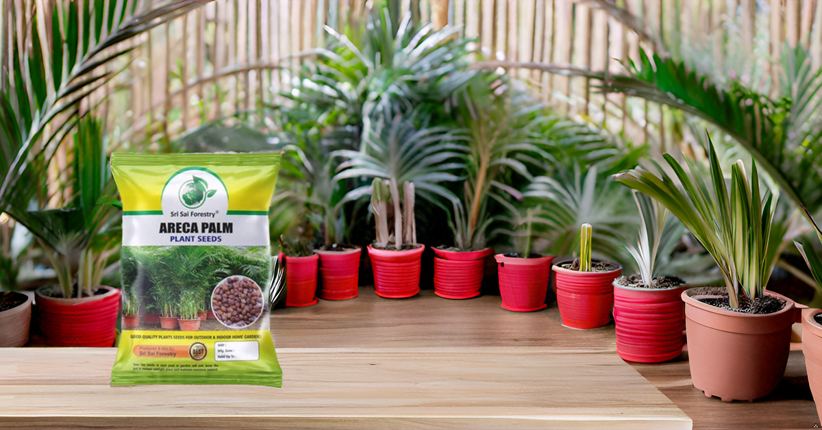 Areca Palm Seeds for Indoor - Outdoor Planting SRI SAI FORESTRY