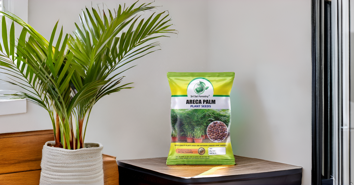 Areca Palm Seeds for Indoor - Outdoor Planting SRI SAI FORESTRY
