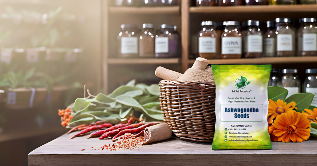 Ashwagandha Seeds – Grow Your Own Powerful Ayurvedic Herb at Home SRI SAI FORESTRY