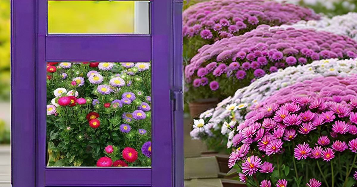 Aster Flower Seeds – Mixed Color Blooms for All-Season Garden Beauty SRI SAI FORESTRY