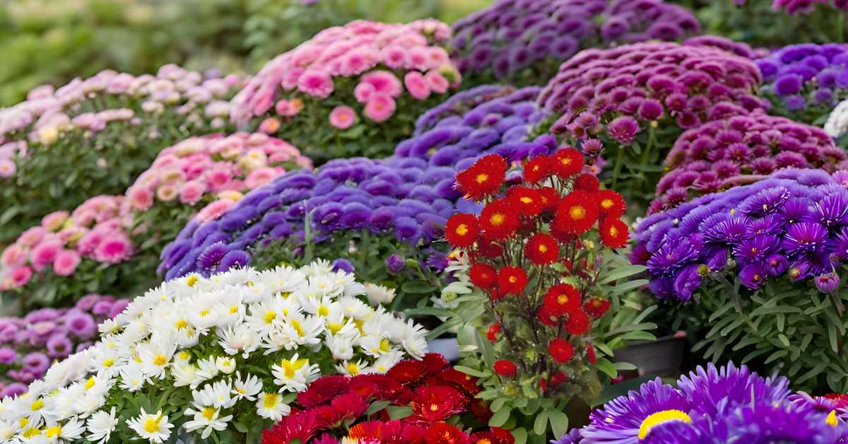 Aster Flower Seeds – Mixed Color Blooms for All-Season Garden Beauty SRI SAI FORESTRY