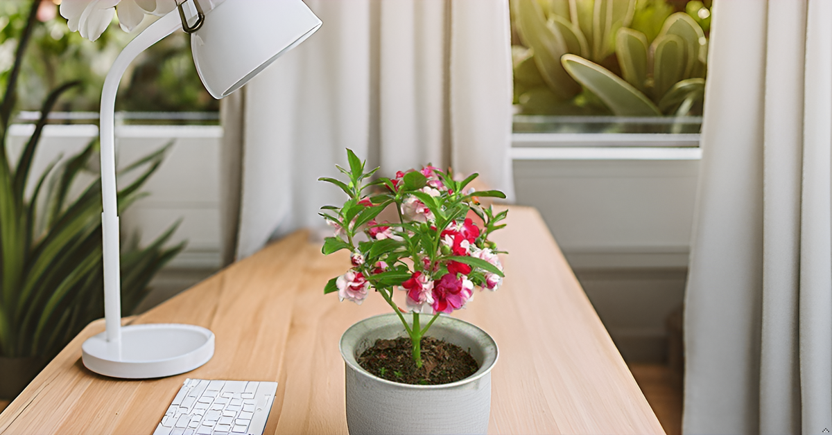 Rose Balsam Seeds Mix Color Ornamental Flower Seeds for Home Garden SRI SAI FORESTRY