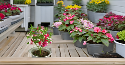 Rose Balsam Seeds Mix Color Ornamental Flower Seeds for Home Garden SRI SAI FORESTRY