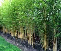 Bamboo Seeds Live Fencing for Home Garden | Ornamental  Bamboo Seeds SRI SAI FORESTRY