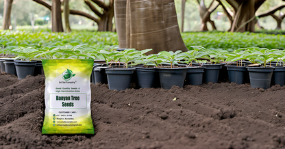 Banyan Tree Seeds (Ficus Benghalensis) –  For Avenue Planting and Shade Tree Growth SRI SAI FORESTRY