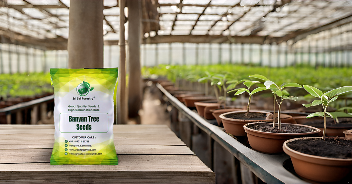 Banyan Tree Seeds (Ficus Benghalensis) –  For Avenue Planting and Shade Tree Growth SRI SAI FORESTRY