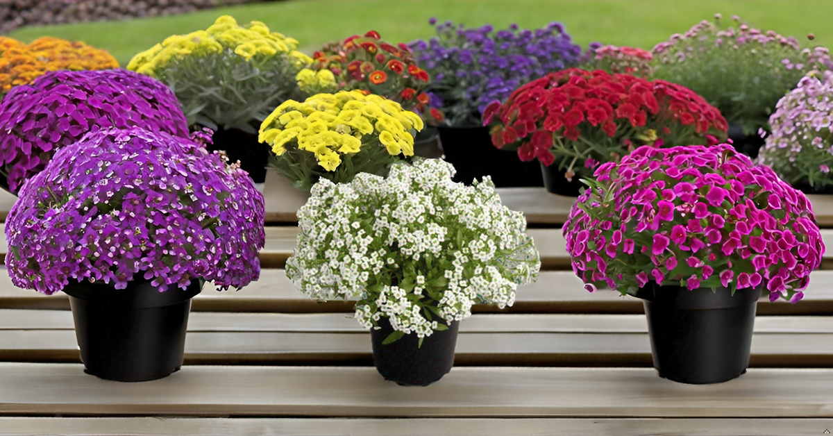 Alyssum Carpet of Snow Flower Seeds – Pure White Blooms for Your Garden, Balcony & Terrace SRI SAI FORESTRY