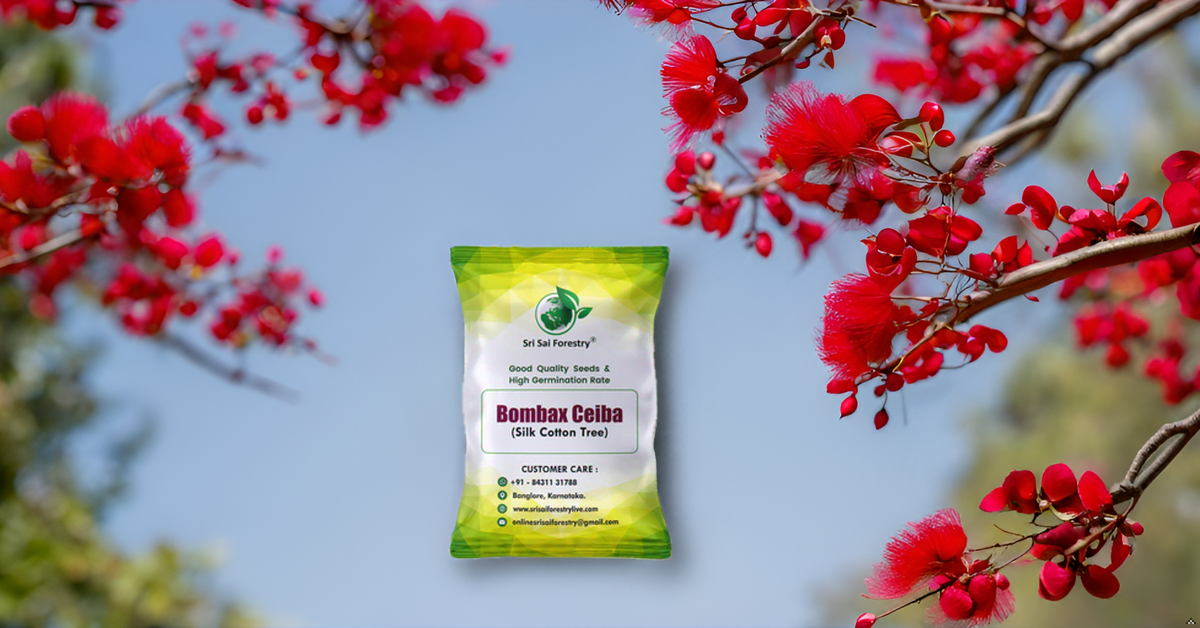 Bombax Ceiba Red Silk Cotton, Marathi Moggu Tree Seeds for Avenue, Garden, Ornamental, Indian Spice SRI SAI FORESTRY
