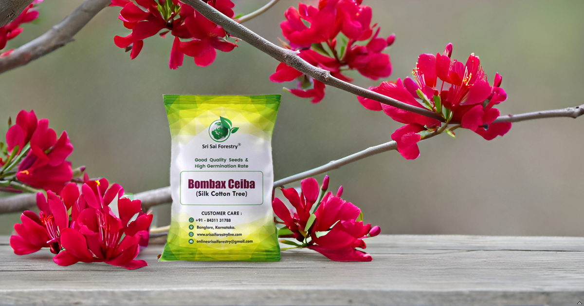 Bombax Ceiba Red Silk Cotton, Marathi Moggu Tree Seeds for Avenue, Garden, Ornamental, Indian Spice SRI SAI FORESTRY