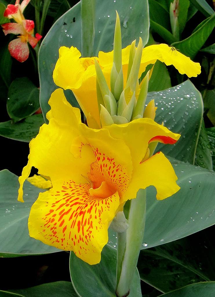 Canna Lily (Canna Indica) Flower Seeds – Mixed Colors SRI SAI FORESTRY