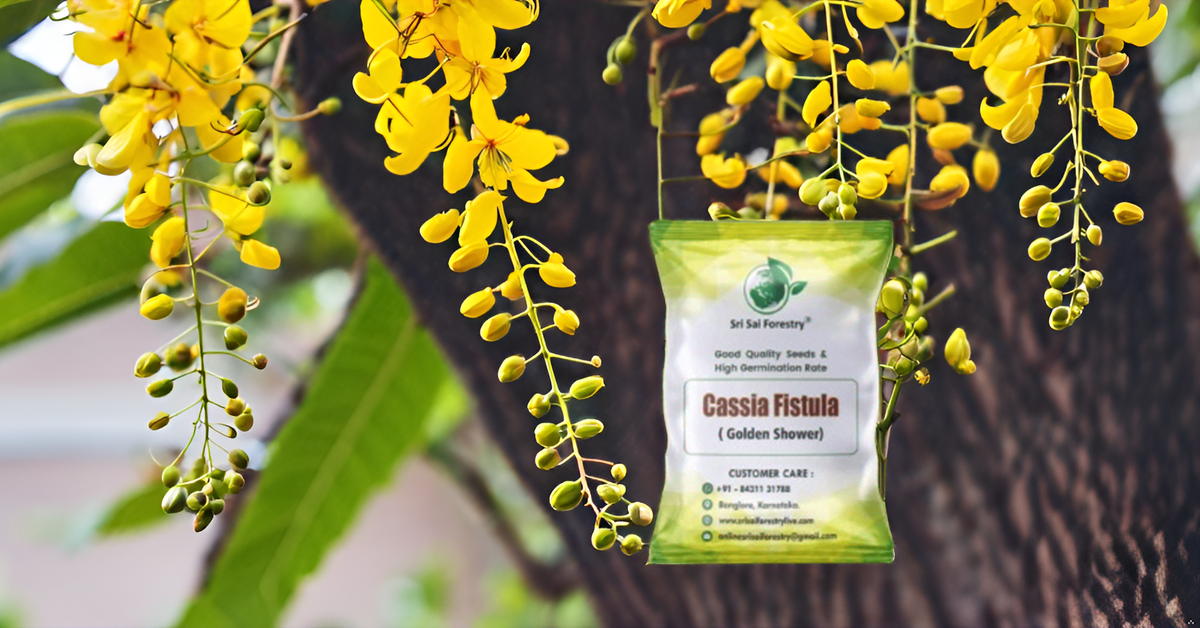 Cassia Fistula Tree Seeds – Grow the Glorious Golden Shower Tree! SRI SAI FORESTRY