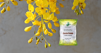 Cassia Fistula Tree Seeds – Grow the Glorious Golden Shower Tree! SRI SAI FORESTRY
