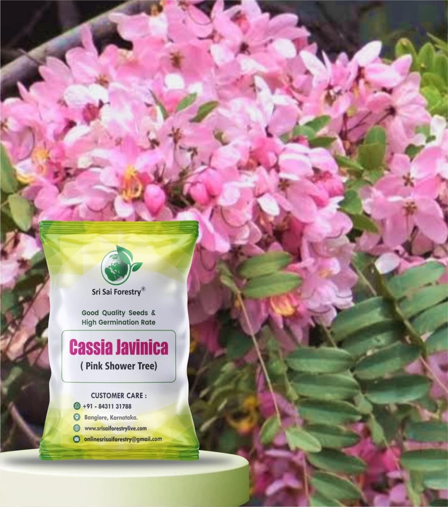 Cassia Javanica (Apple Blossom) Flower Tree Seeds – Pink Shower Tree Seeds SRI SAI FORESTRY