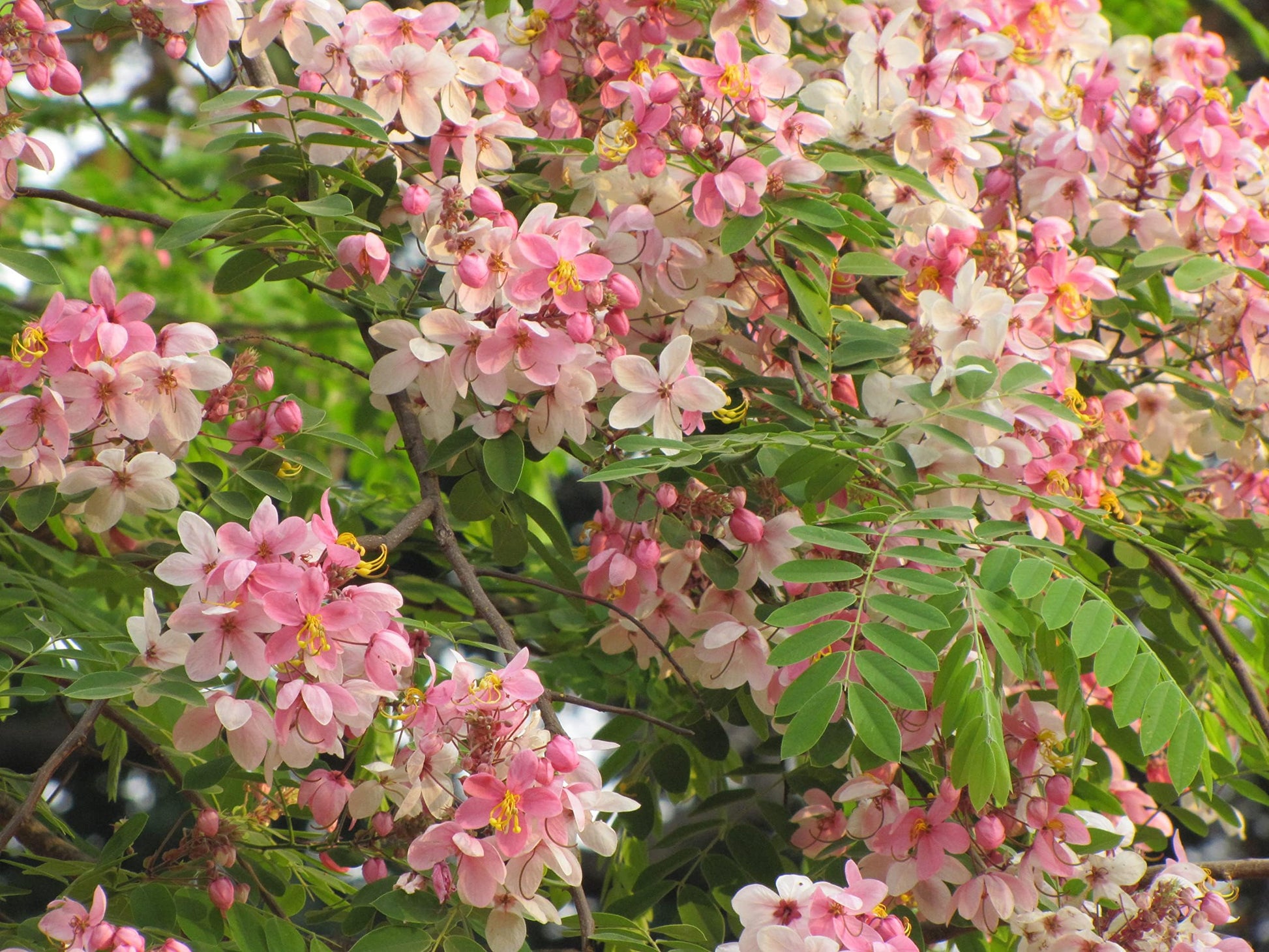 Cassia Javanica (Apple Blossom) Flower Tree Seeds – Pink Shower Tree Seeds SRI SAI FORESTRY