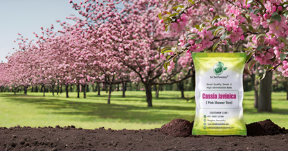 Cassia Javanica (Apple Blossom) Flower Tree Seeds – Pink Shower Tree Seeds SRI SAI FORESTRY