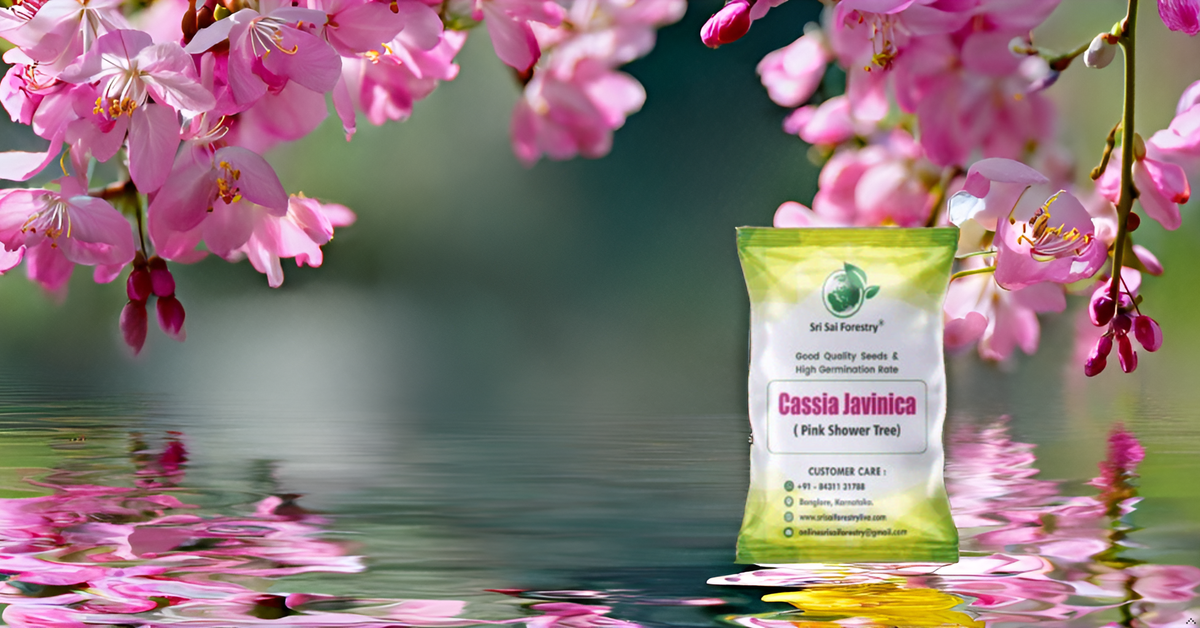 Cassia Javanica (Apple Blossom) Flower Tree Seeds – Pink Shower Tree Seeds SRI SAI FORESTRY