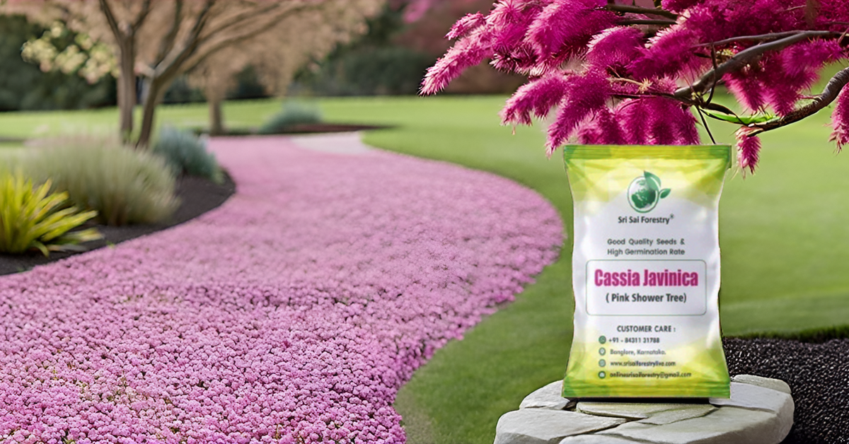 Cassia Javanica (Apple Blossom) Flower Tree Seeds – Pink Shower Tree Seeds SRI SAI FORESTRY