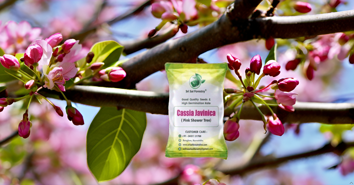 Cassia Javanica (Apple Blossom) Flower Tree Seeds – Pink Shower Tree Seeds SRI SAI FORESTRY