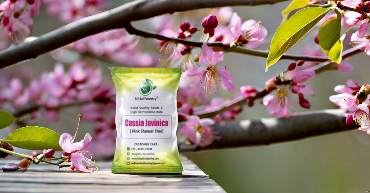 Cassia Javanica (Apple Blossom) Flower Tree Seeds – Pink Shower Tree Seeds SRI SAI FORESTRY