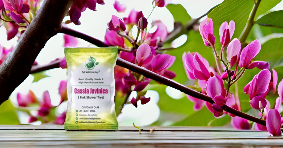 Cassia Javanica (Apple Blossom) Flower Tree Seeds – Pink Shower Tree Seeds SRI SAI FORESTRY