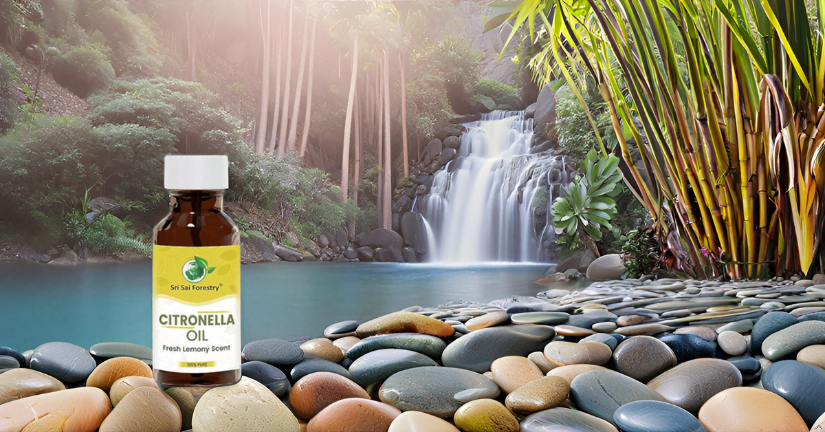 Nilgiri Hills Citronella Oil for Natural Hair Care, Oily Skin Treatment & Aromatherapy SRI SAI FORESTRY