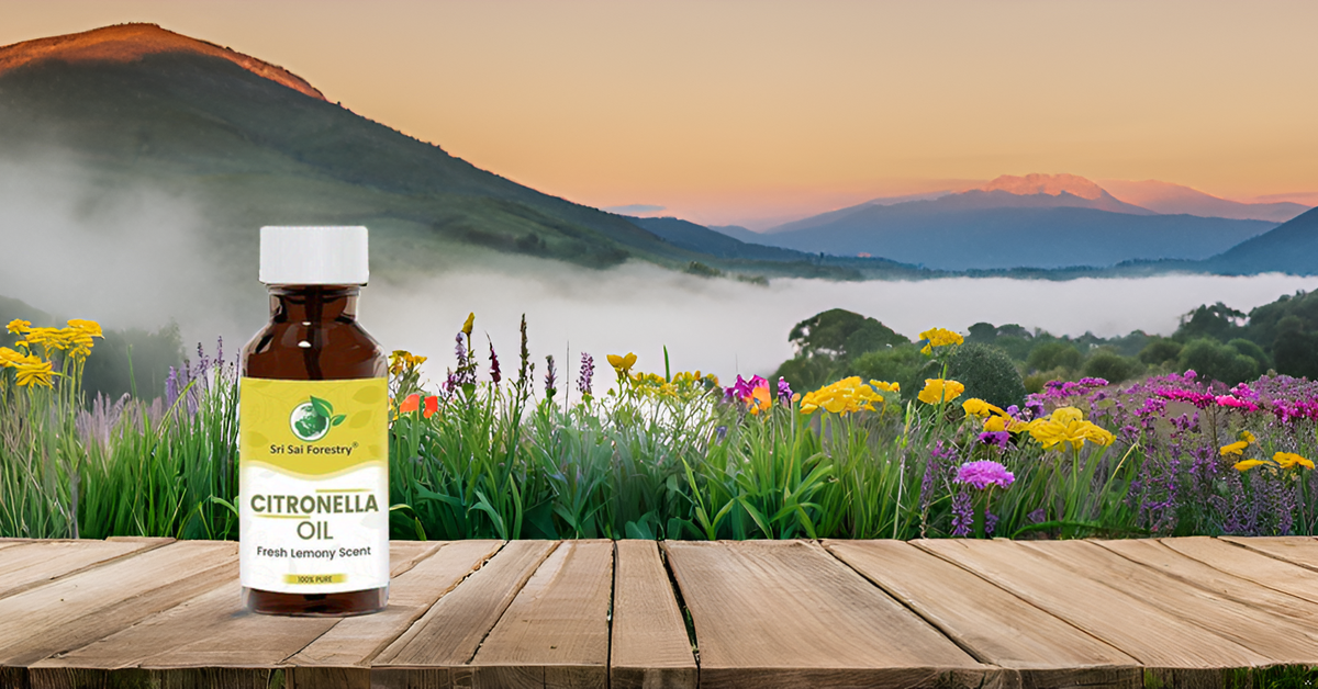 Nilgiri Hills Citronella Oil for Natural Hair Care, Oily Skin Treatment & Aromatherapy SRI SAI FORESTRY