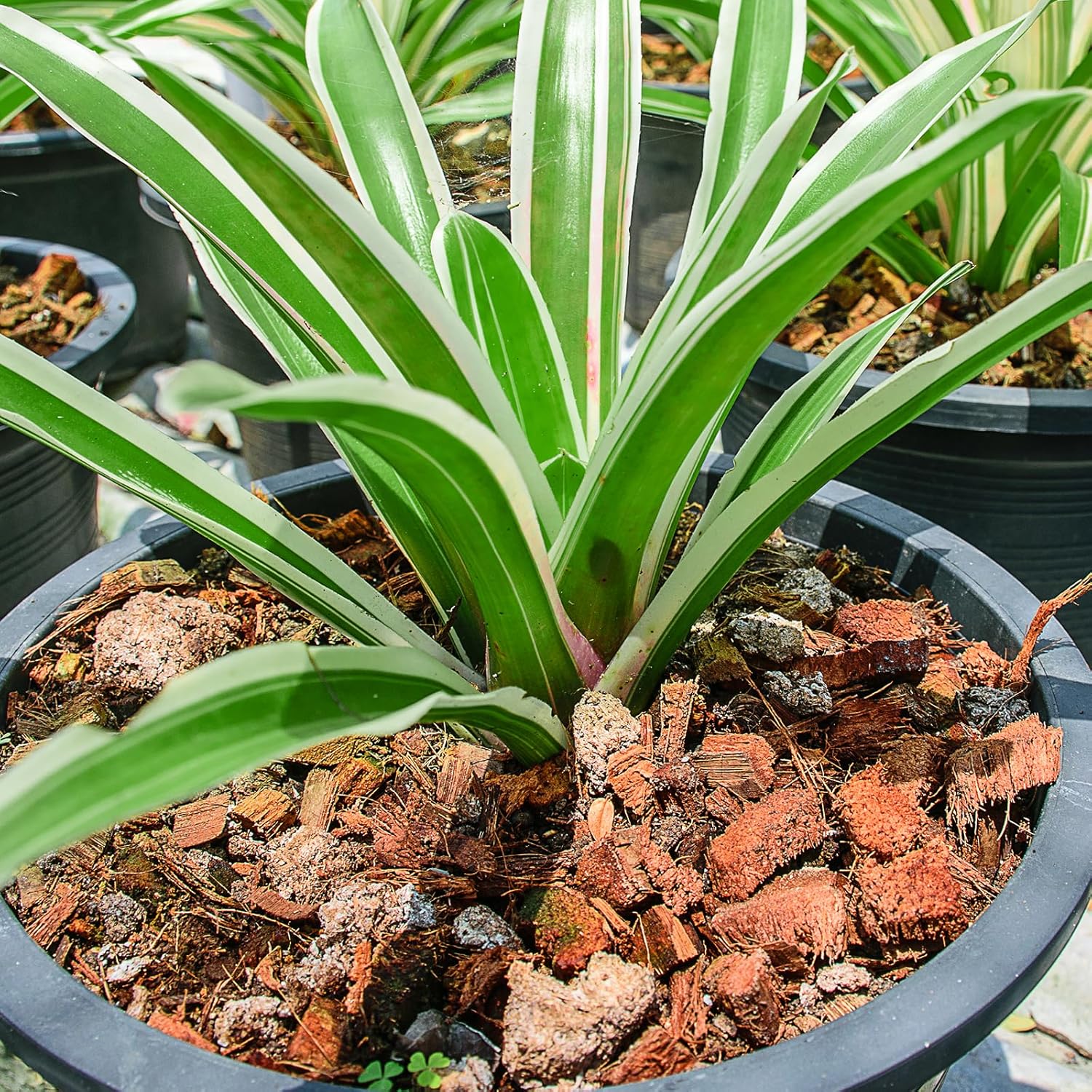 Coconut Husk Coco Chips for Plants Sustainable Soil Enhancer, Mulch for Gardening, Moisture Retention & Soil Aeration, Perfect for Potting Mix SRI SAI FORESTRY
