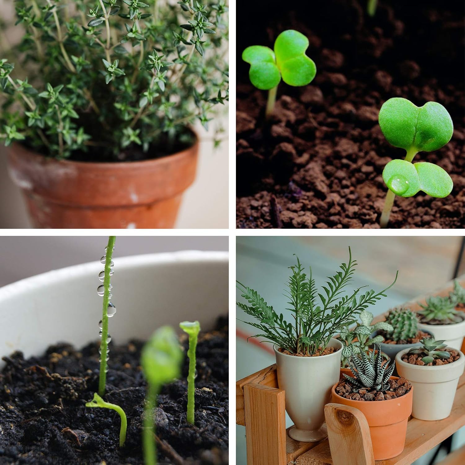 Cocopeat Growing Medium Ready-to-Use Potting Mix for Seedlings & Potted Plants SRI SAI FORESTRY